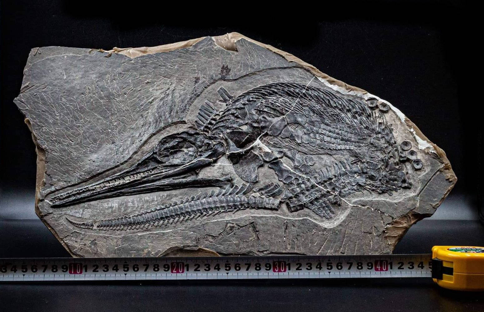 Ichthyosaur_Mixosaurus panxianesis_Guizhou_02