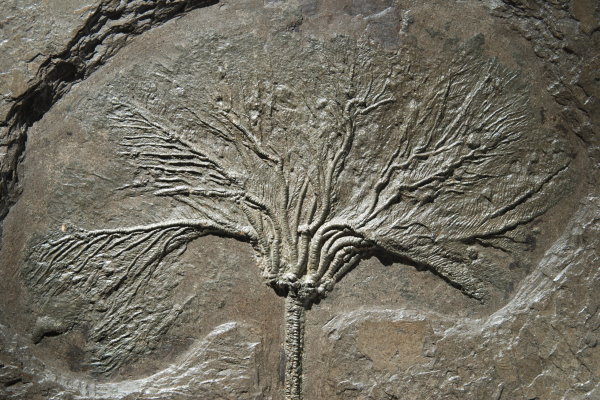 Fossils_Purchase_Holzmaden_Seirocrinus