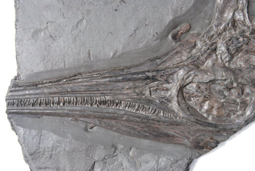 Holzmaden_fossilshop_Ichthyosaur
