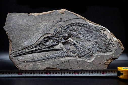 Holzmaden_fossilshop_Ichthyosaur