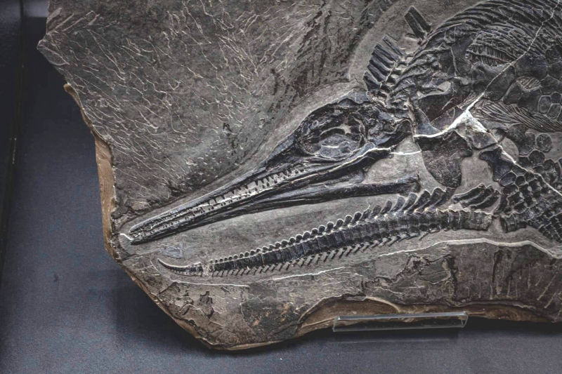 Ichthyosaur_Mixosaurus panxianesis_Guizhou_03