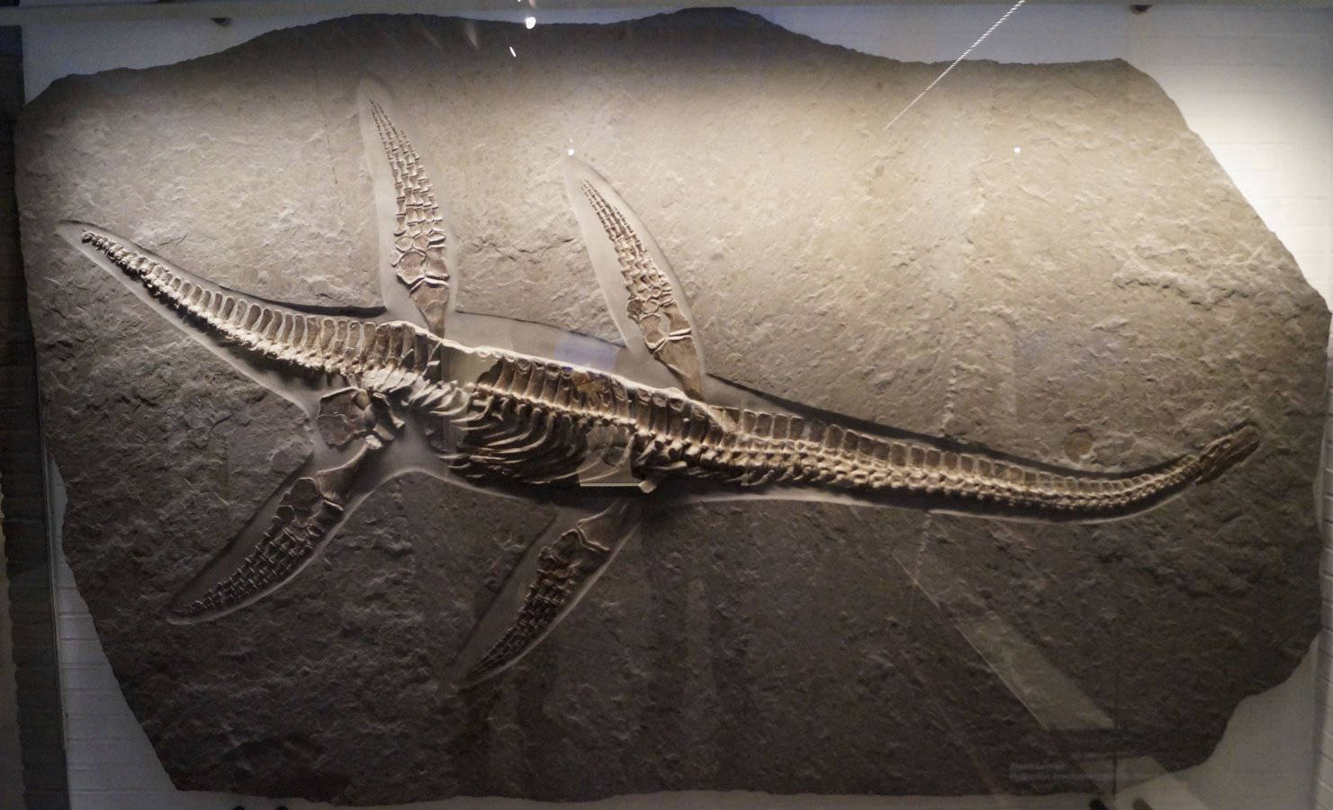 Holzmaden Fossil Gallery