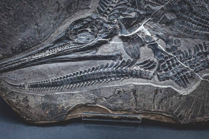 Ichthyosaur_Mixosaurus panxianesis_Guizhou_05