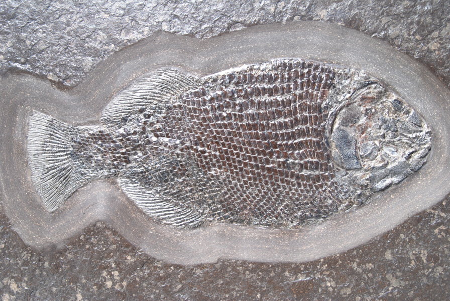 Holzmaden fossils from the Lower Jurassic of Posidonia Shale, Germany