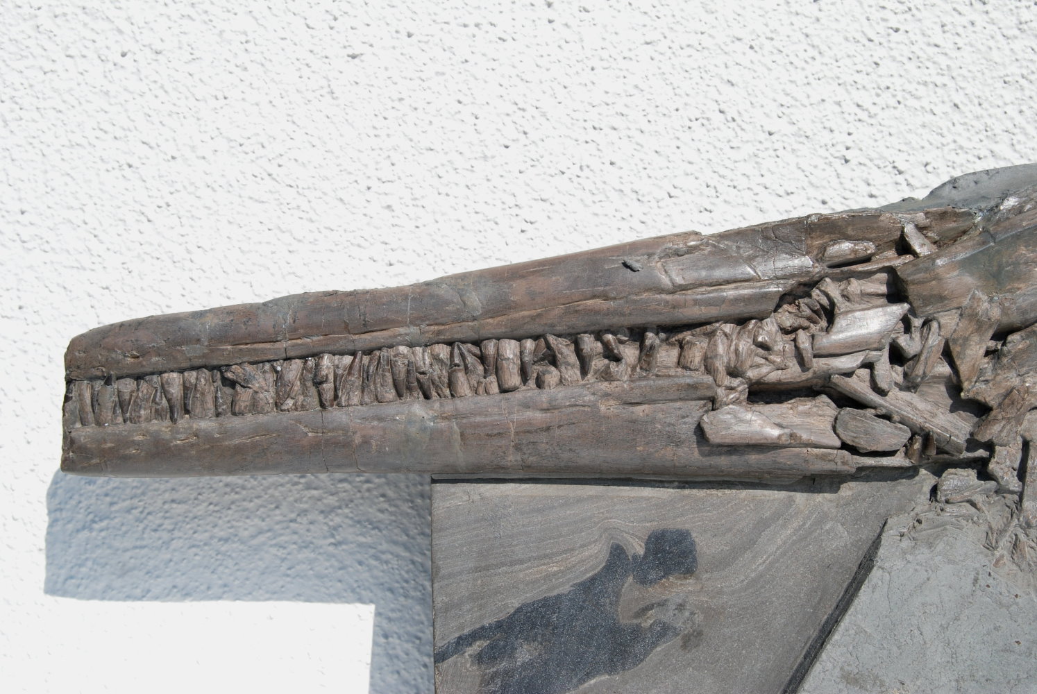 Ichthyosaurus quadriscissus_Holzmaden_02b