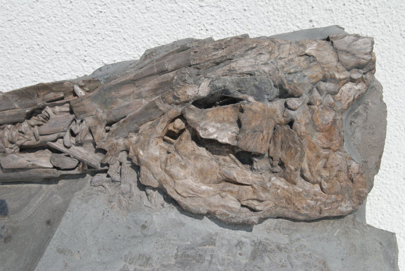 Ichthyosaurus quadriscissus_Holzmaden_02c