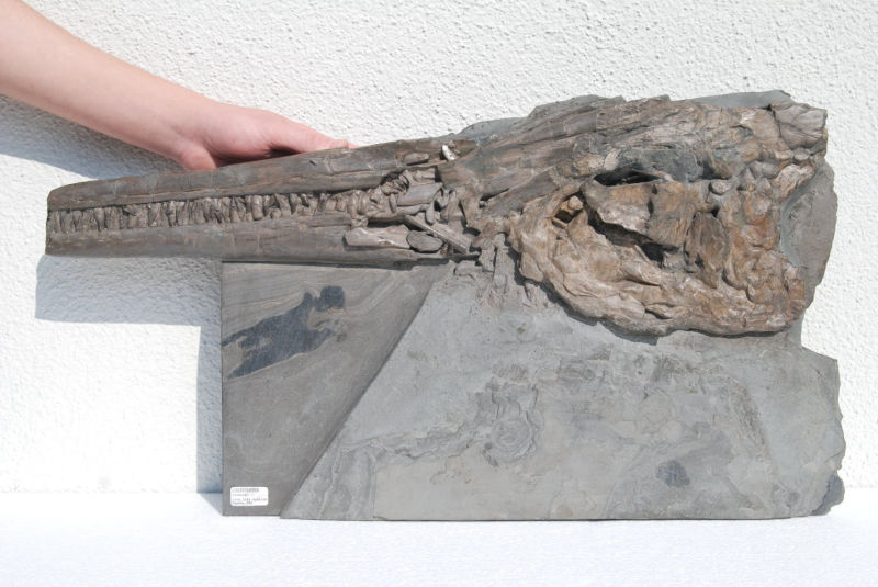 Ichthyosaurus quadriscissus_Holzmaden_02a