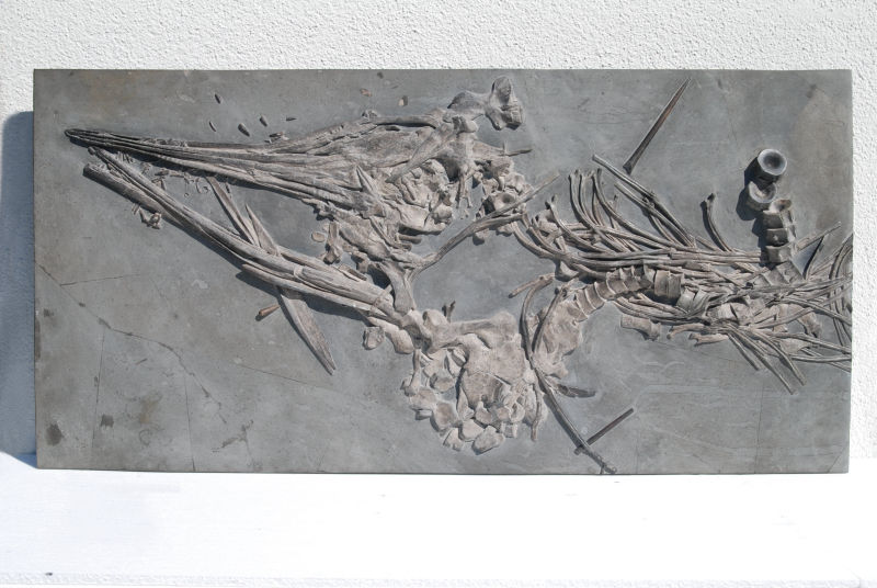 Ichthyosaurus quadriscissus_Holzmaden_03d