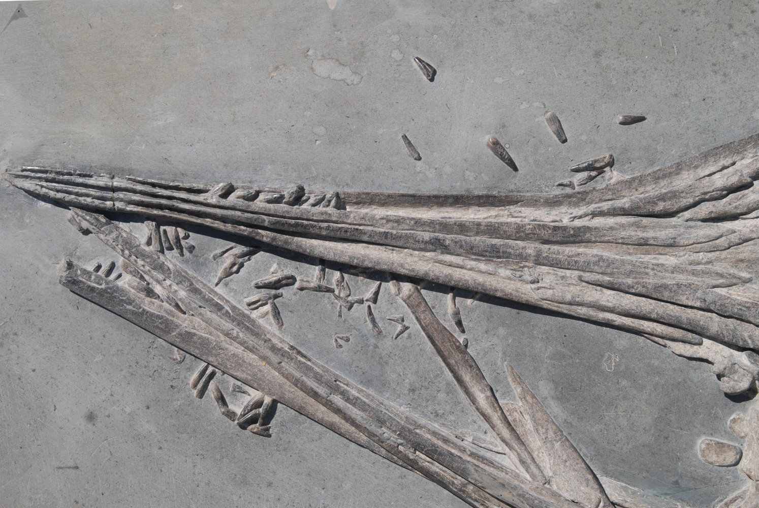Ichthyosaurus quadriscissus_Holzmaden_03e
