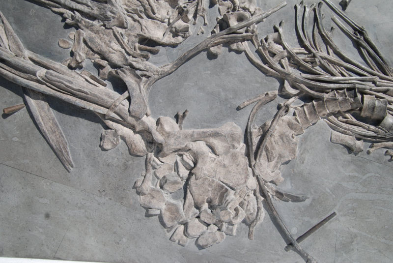 Ichthyosaurus quadriscissus_Holzmaden_0,3b