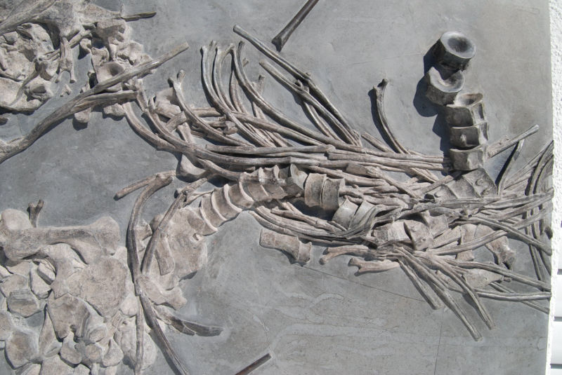 Ichthyosaurus quadriscissus_Holzmaden_03c