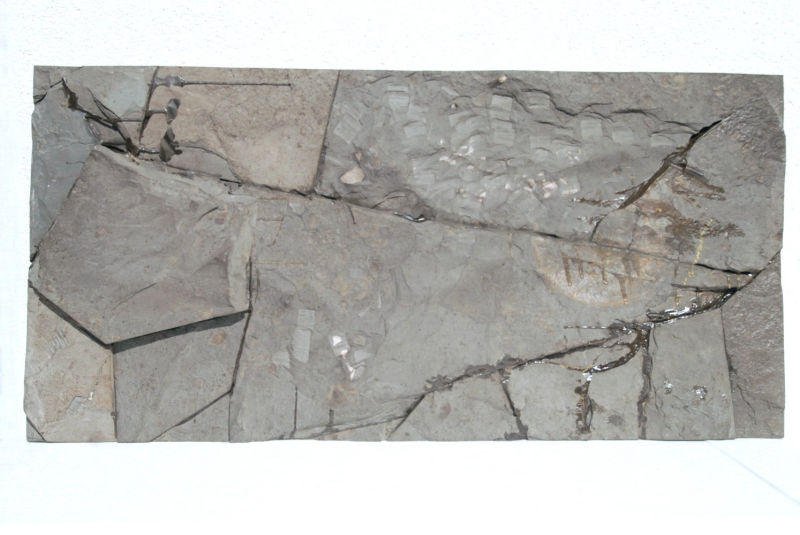 Ichthyosaurus quadriscissus_Holzmaden_03h