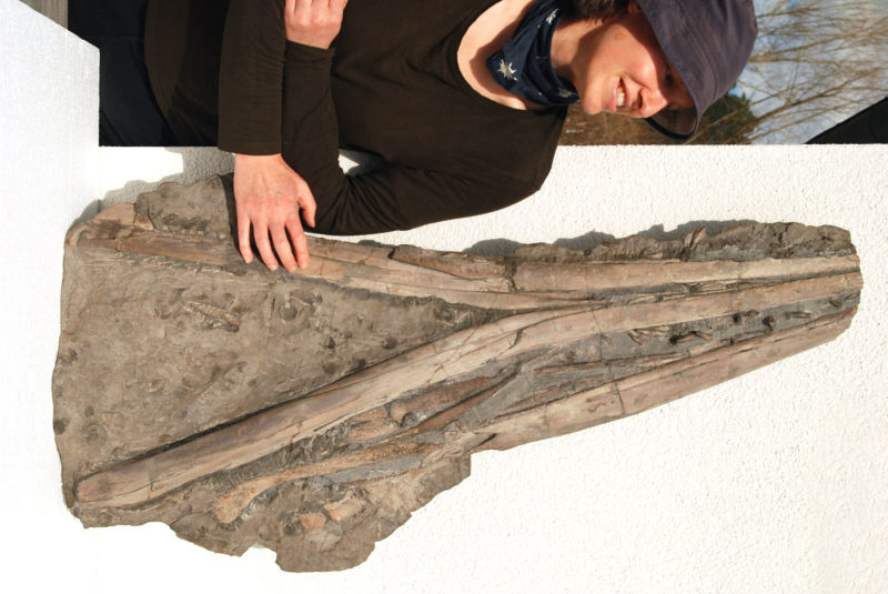 Ichthyosaurus Eurhinosaurus_Holzmaden_04a