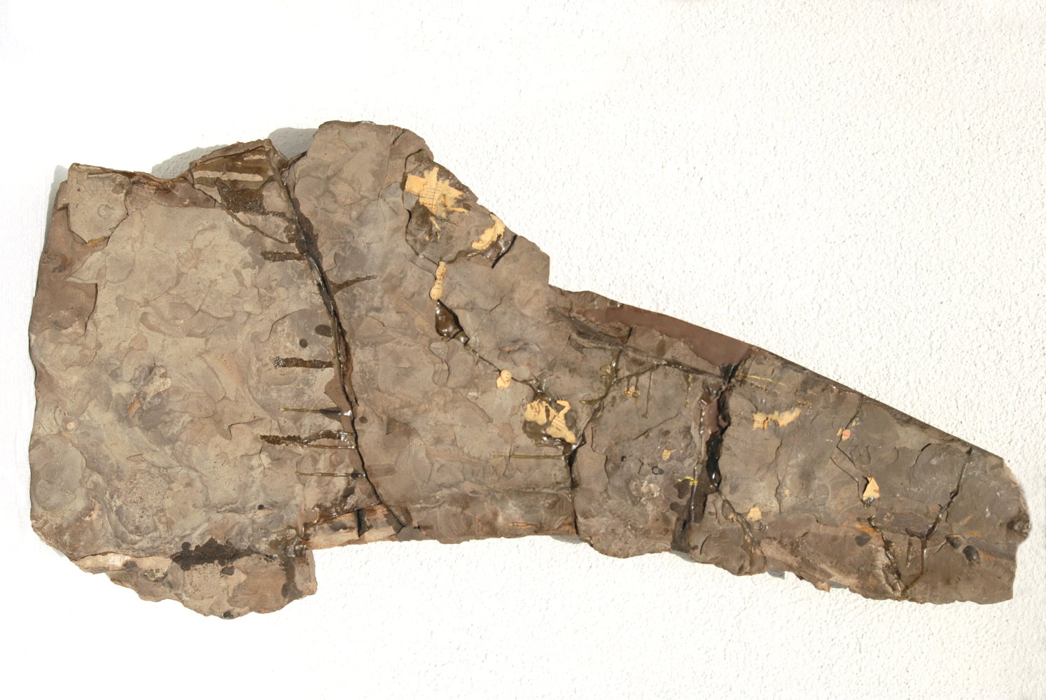 Ichthyosaurus Eurhinosaurus_Holzmaden_04d