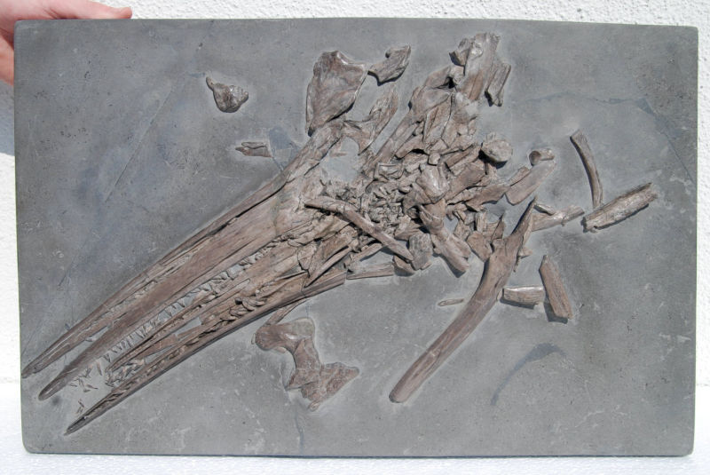 Ichthyosaurus_Holzmaden_05a