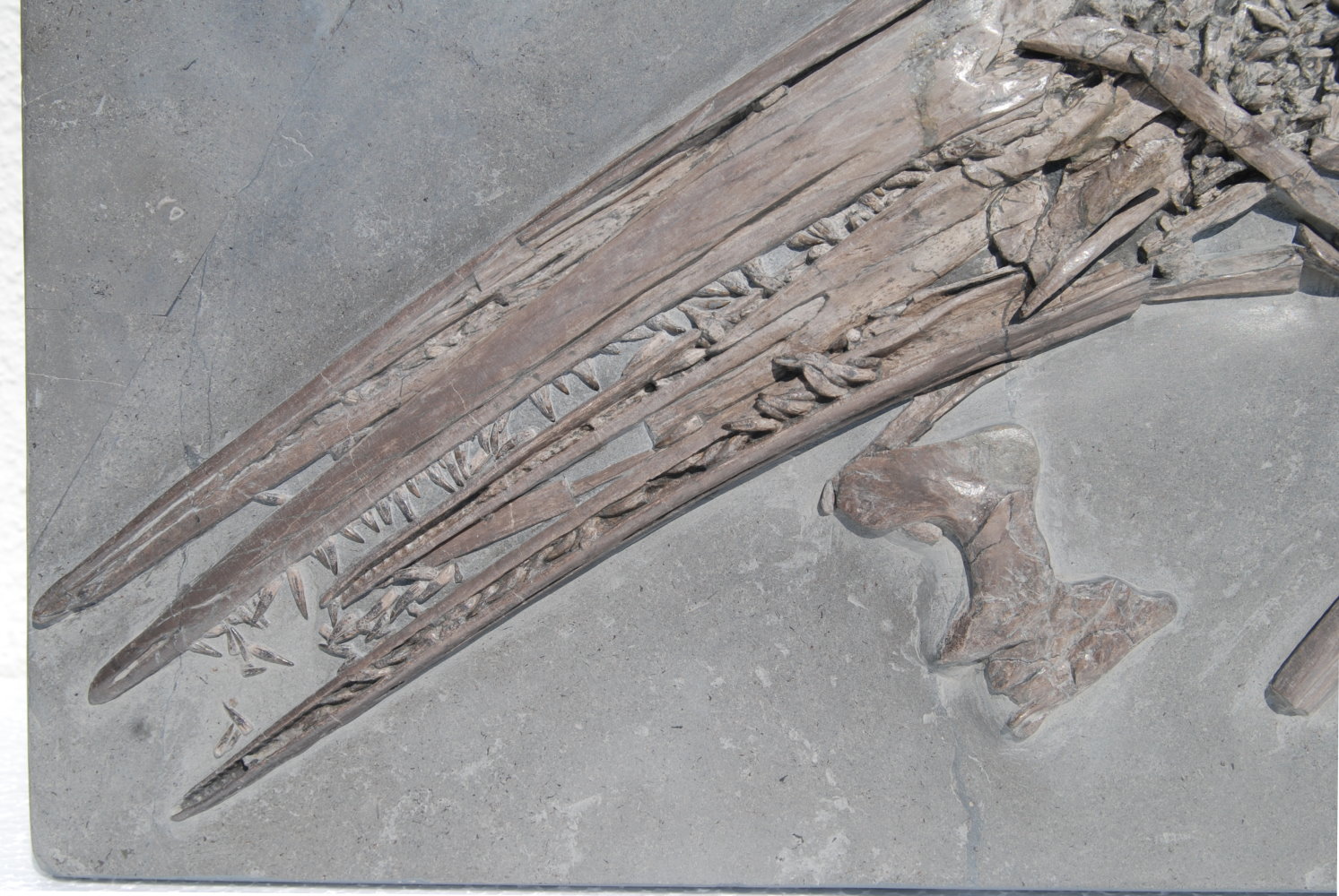 Ichthyosaurus_Holzmaden_05b