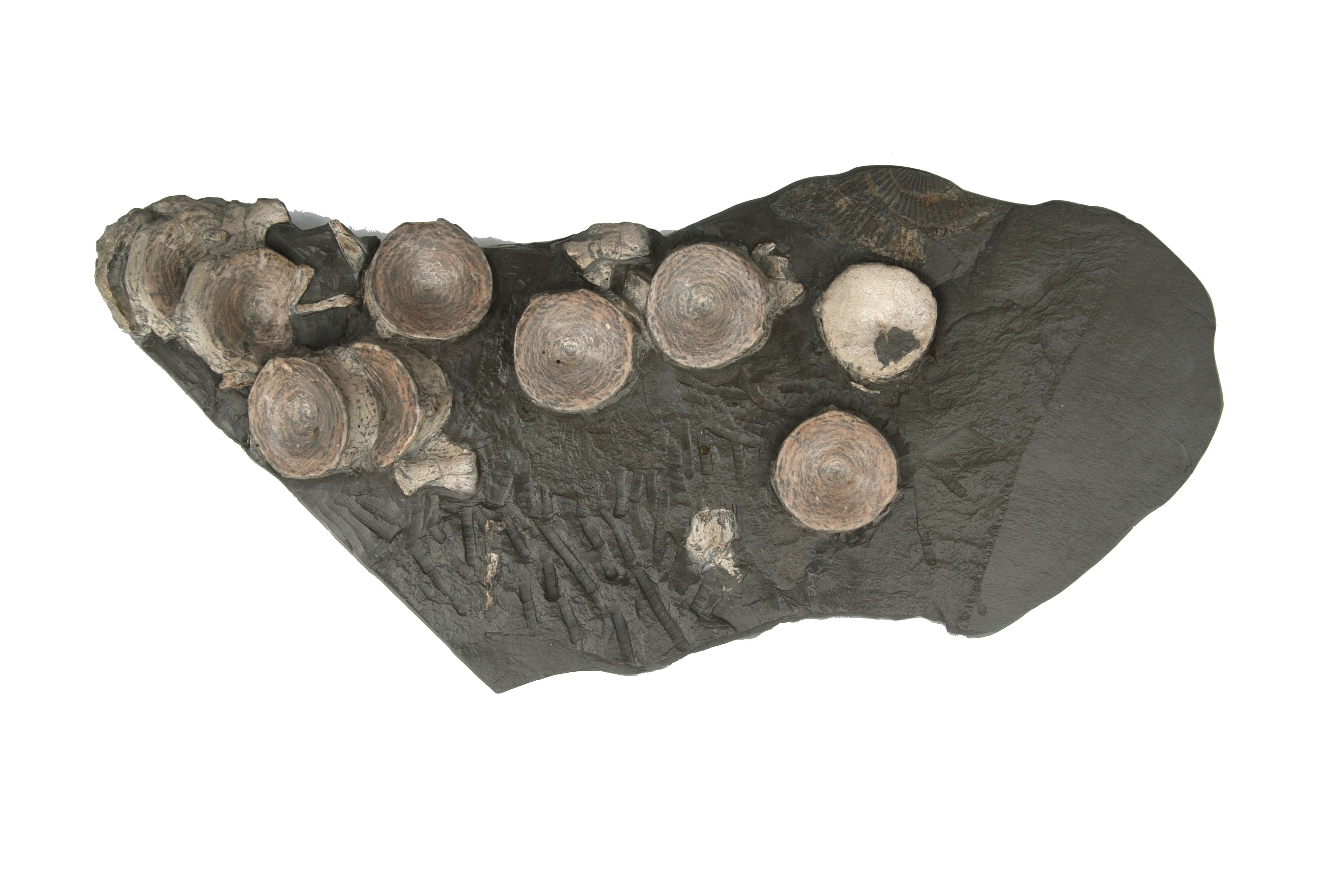 Holzmaden Fossilshop Reptiles