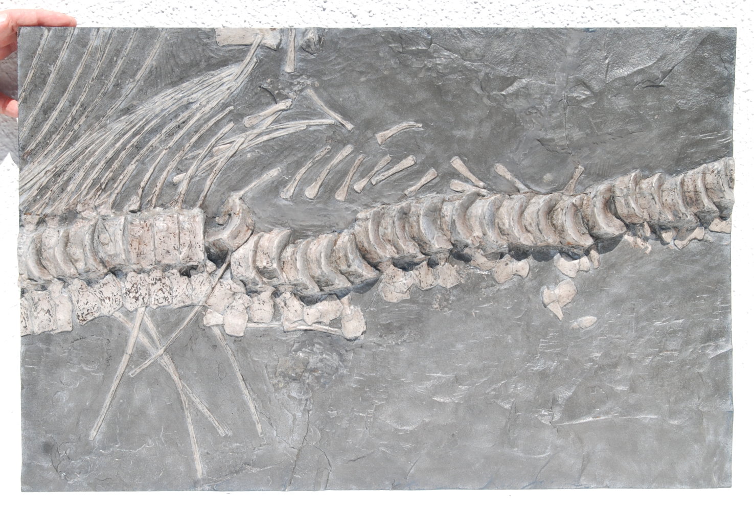 Ichthyosaurus; 54x35x5 cm; 13.6kg; Lias epsilon; Holzmaden