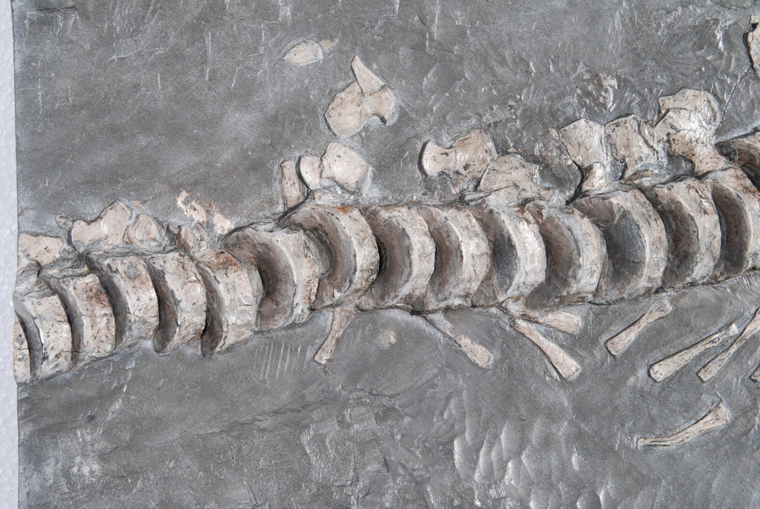 Ichthyosaurus; 54x35x5 cm; 13.6kg; Lias epsilon; Holzmaden_Detail_1