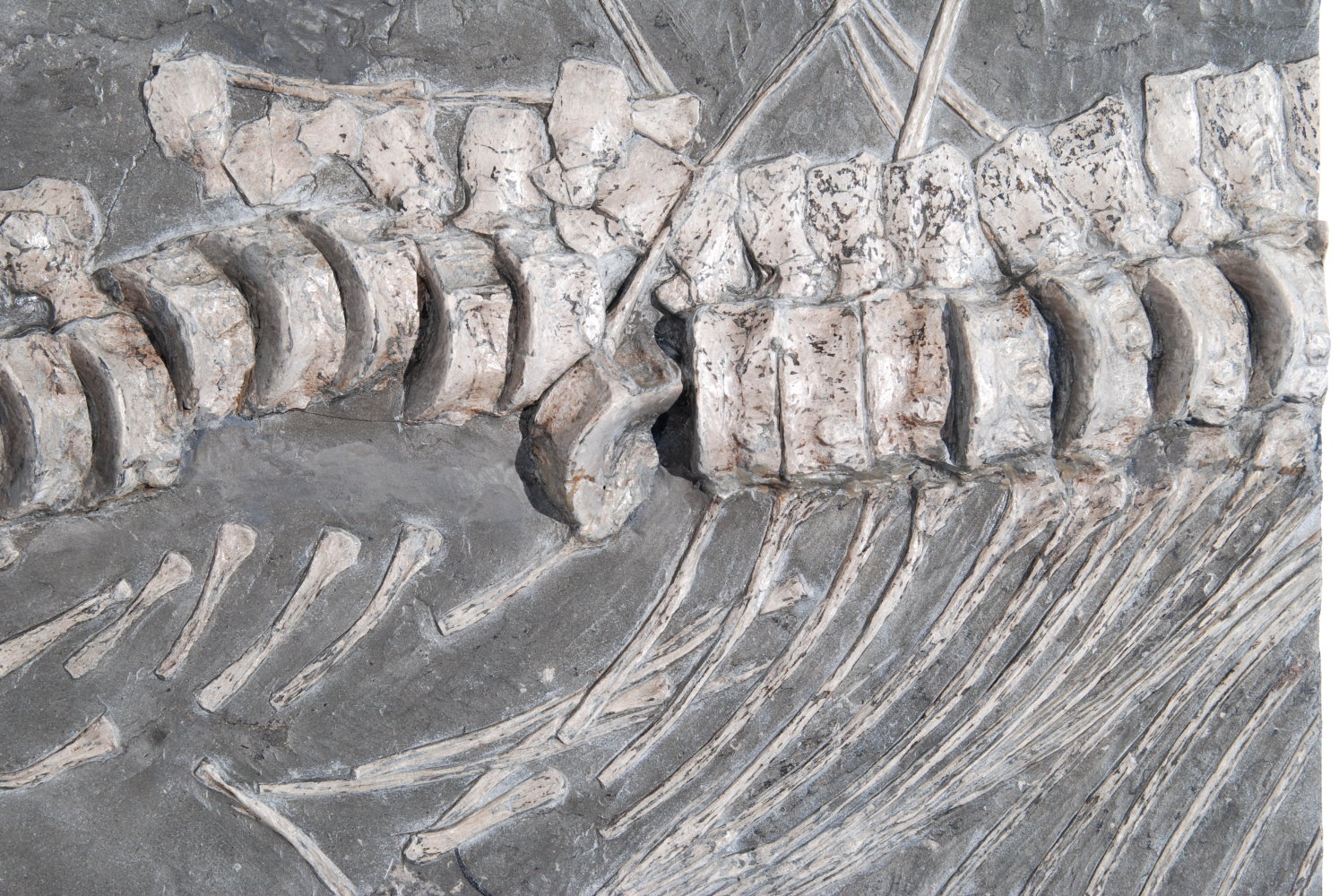 Ichthyosaurus; 54x35x5 cm; 13.6kg; Lias epsilon; Holzmaden_Detail_2
