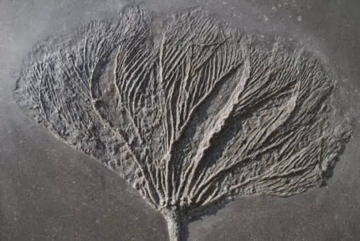 Holzmaden_Fossilshop_Seelilien_Seirocrinuss Holzmaden_Fossilshop_Seelilien_Seirocrinus