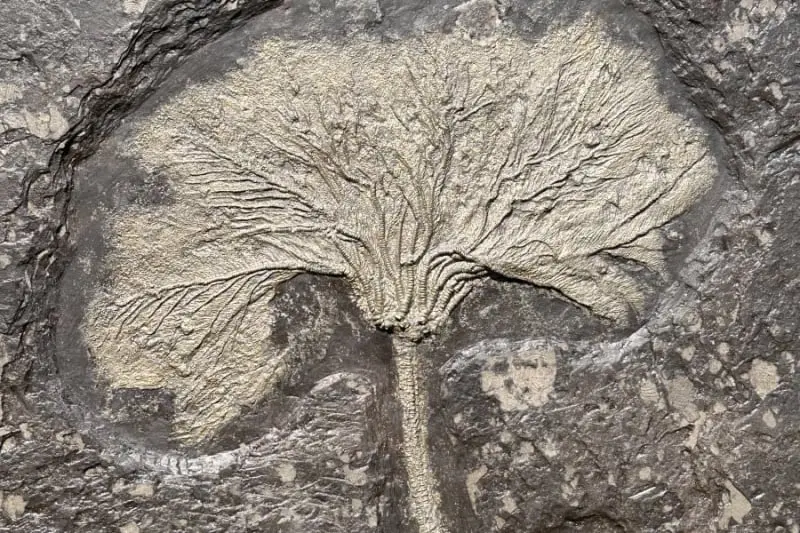 Seirocrinus subangularis_Holzmaden_05c