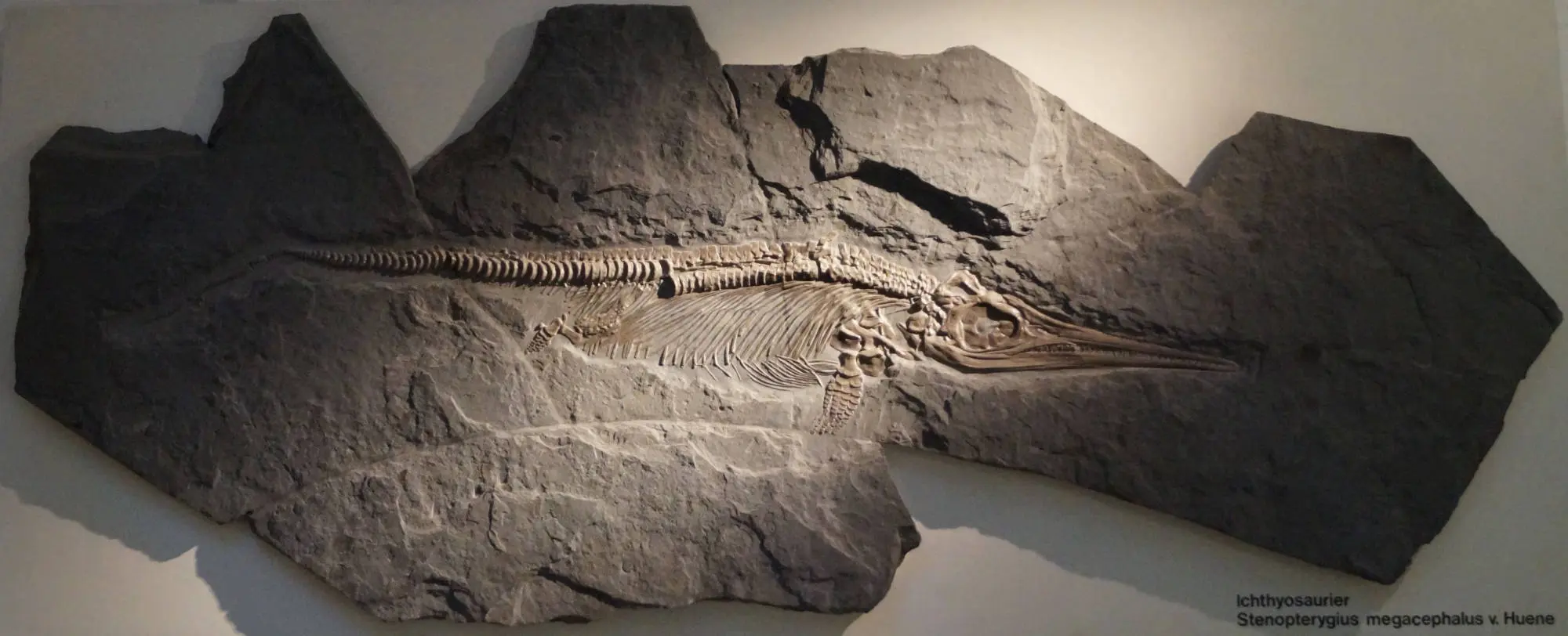 Stenopterygius_megacephalus