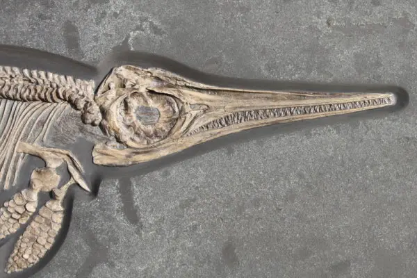 Fossils_Brokerage_Holzmaden_Ichthyosaur