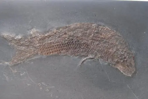 Holzmaden_Fossilshop_Pholidophorus