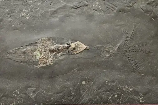 Holzmaden_Fossilshop_Diversa