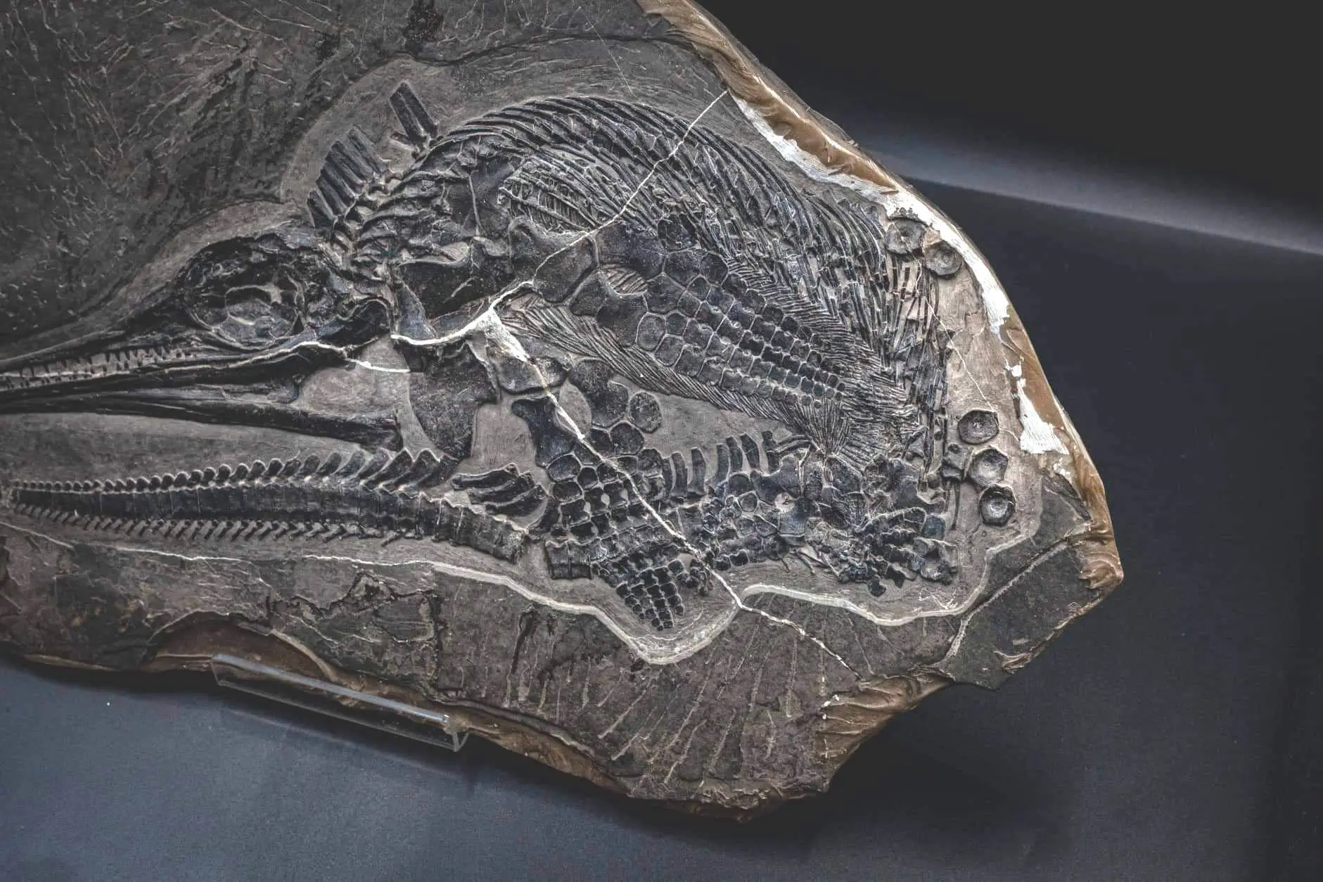 Ichthyosaur_Mixosaurus panxianesis_Guizhou_01h