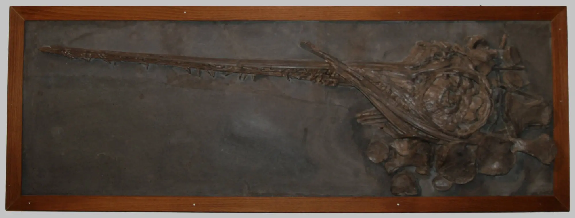 Eurhinosaurus_longirostris