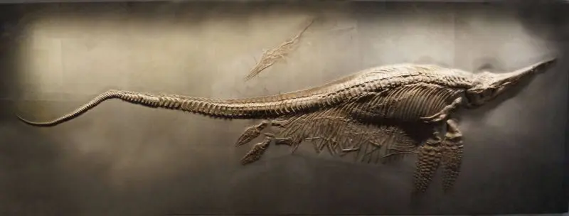 Stenopterygius_crassicostatus