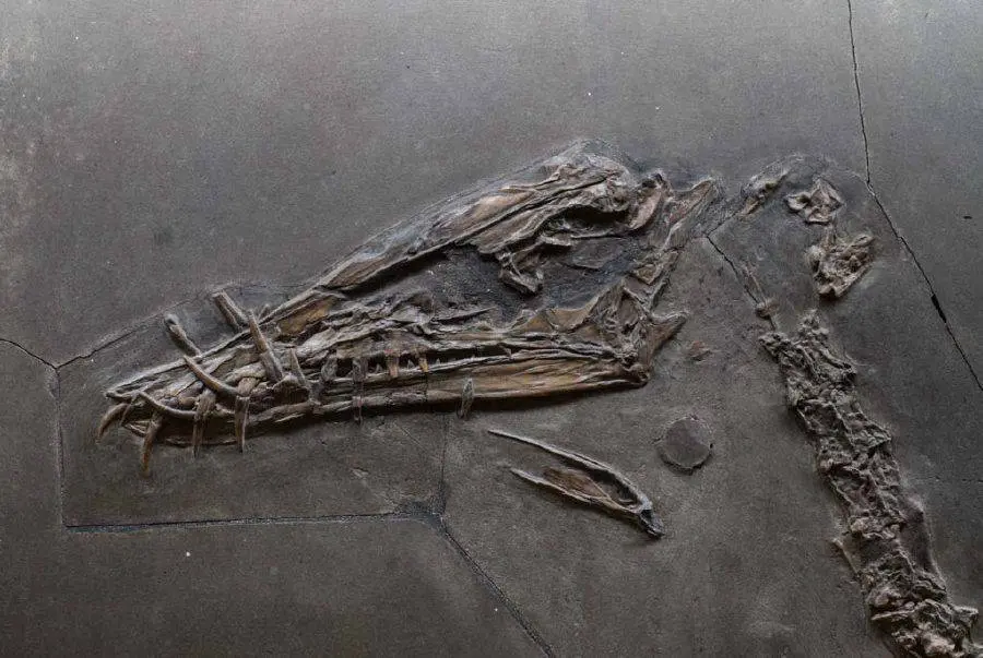 Dorygnathus_banthensis