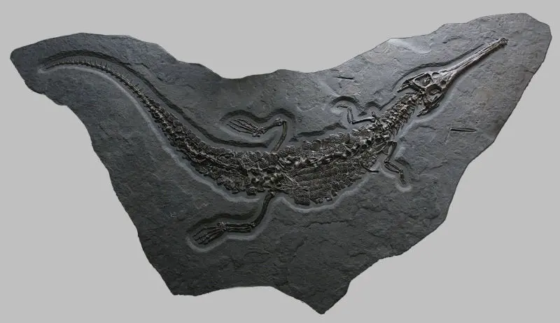 Stenosaurus_bollensis