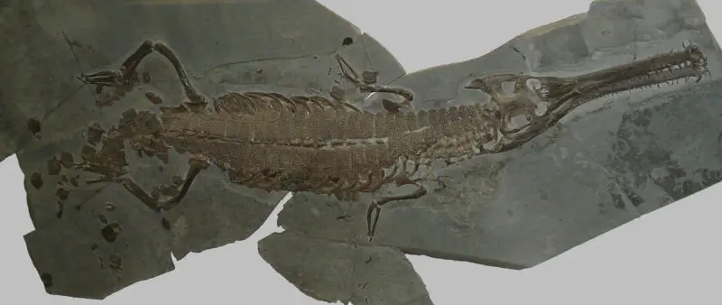 Platysuchus_multiscrobiculatus