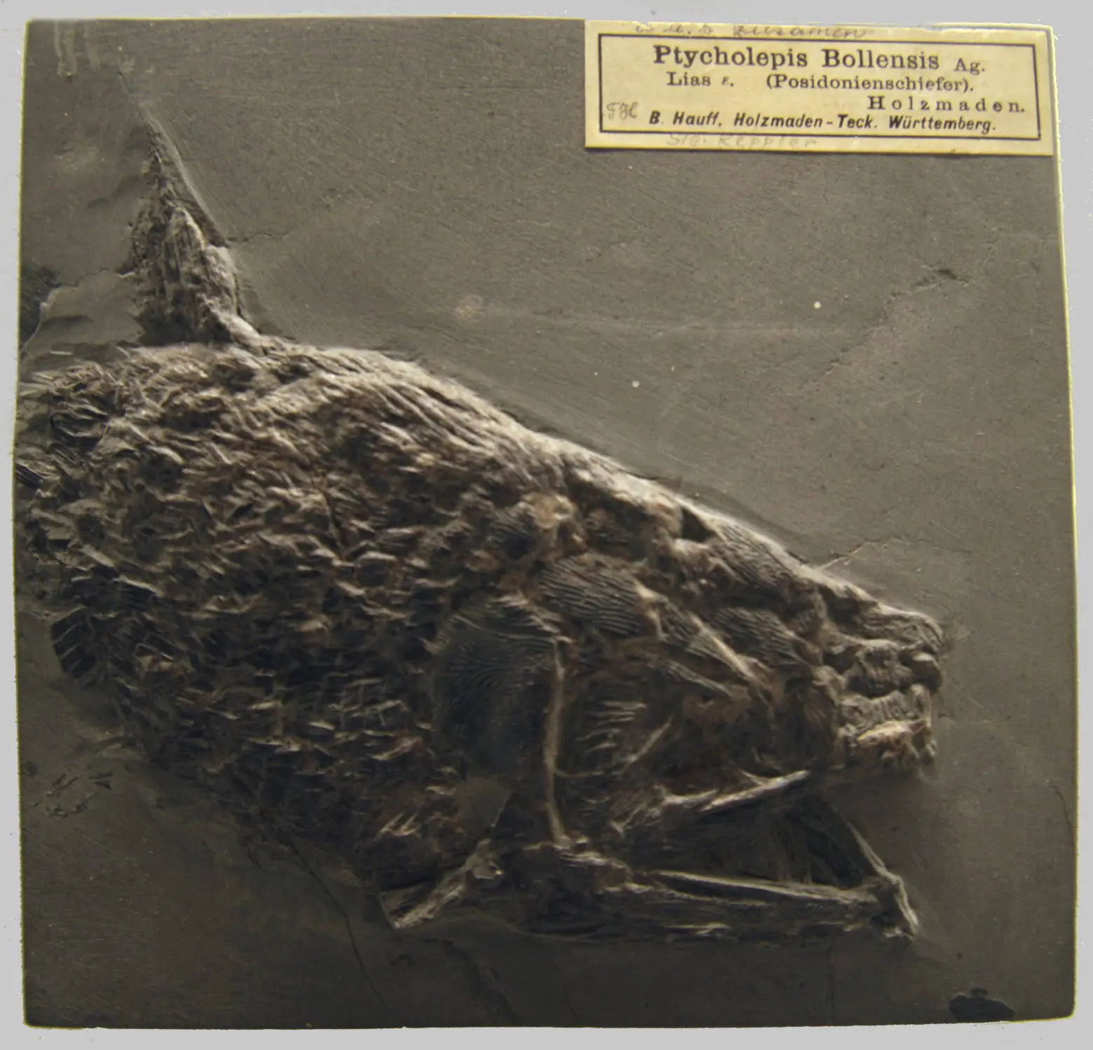 Ptycolepis_bollensis