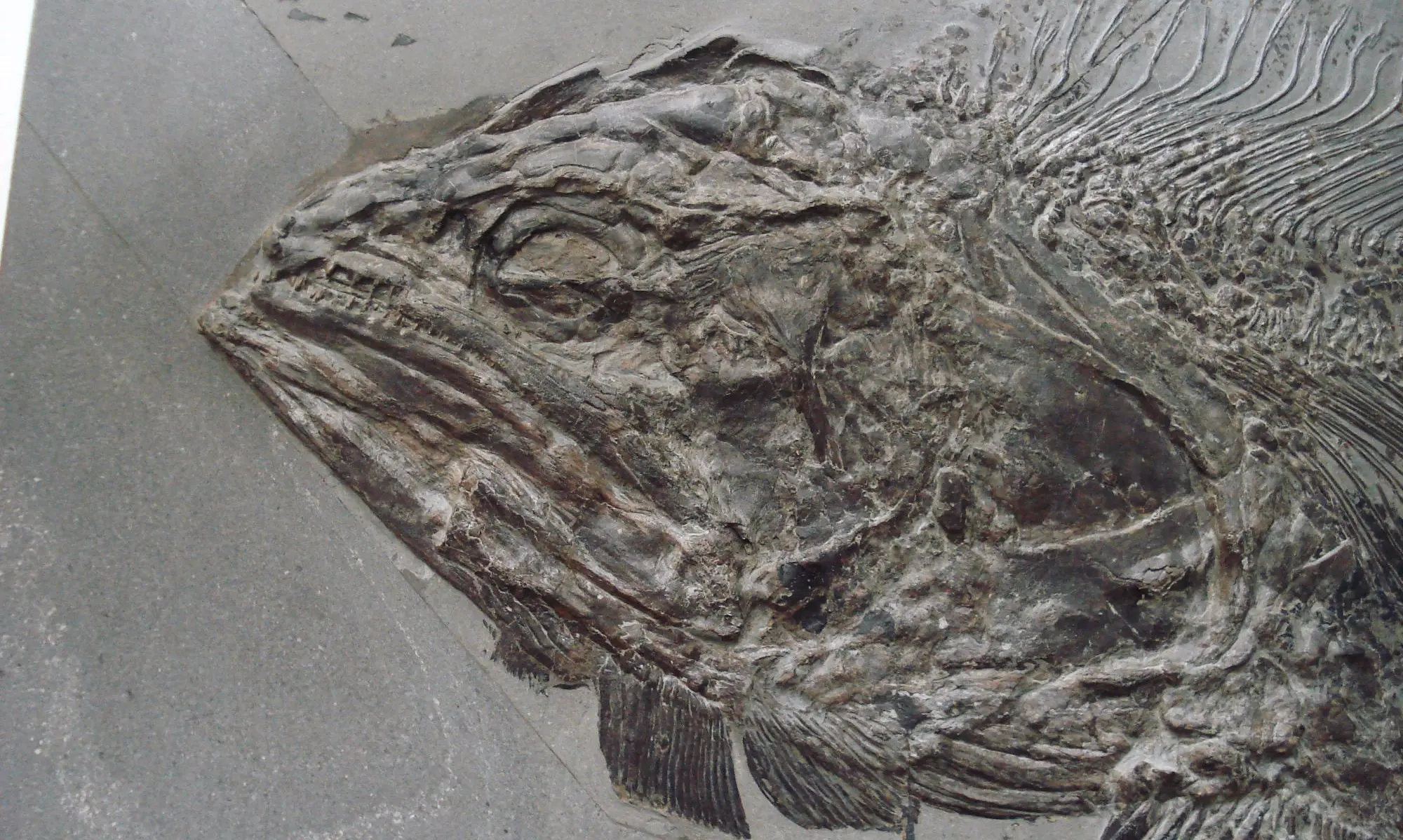 Pachycormus_bollensis