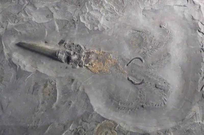 Passaloteuthis_lavigata