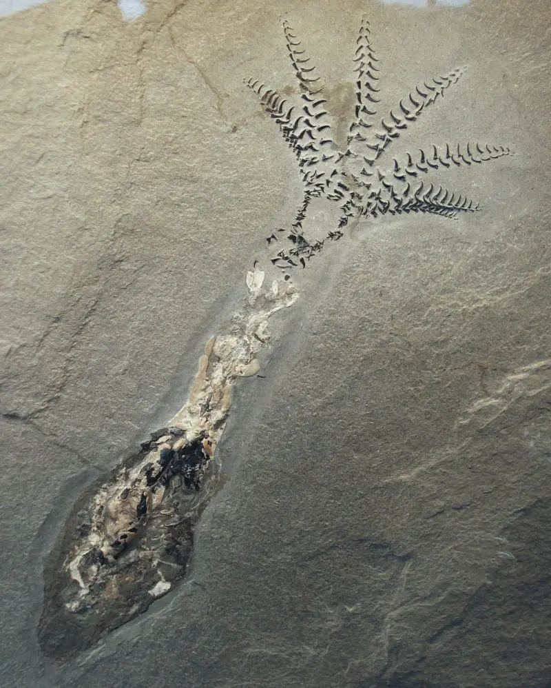 Phragmoteuthis_conocauda