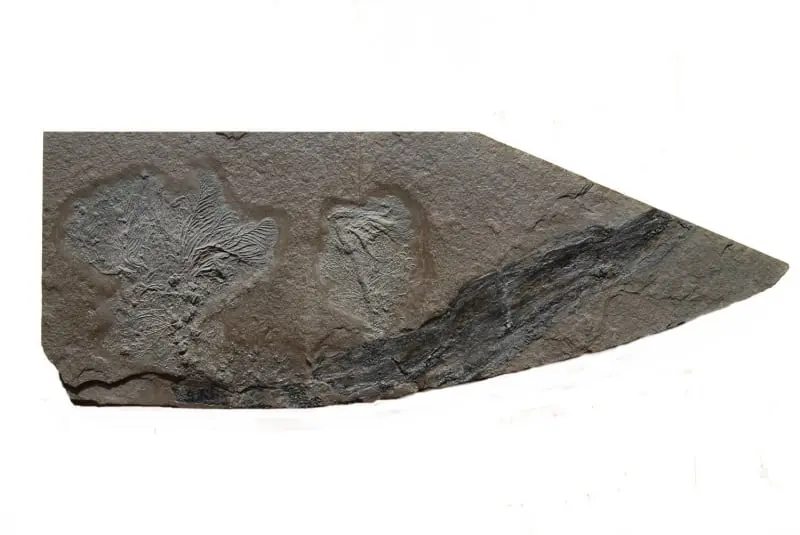 Holzmaden_Crinoid_Pentacrinites_01a