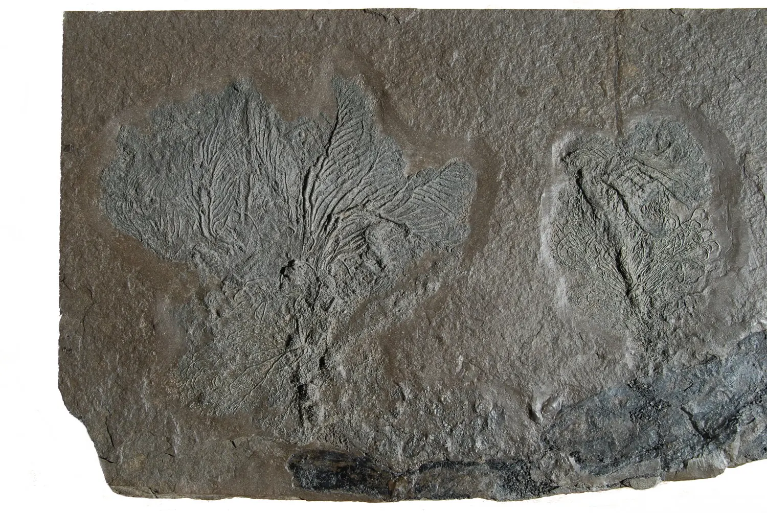 Holzmaden_Crinoid_Pentacrinites_01b