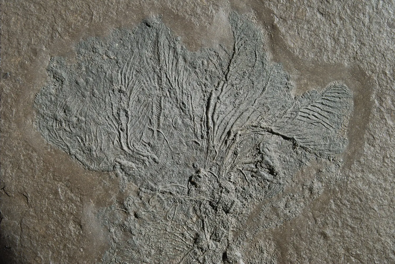 Holzmaden_Crinoid_Pentacrinites_01c