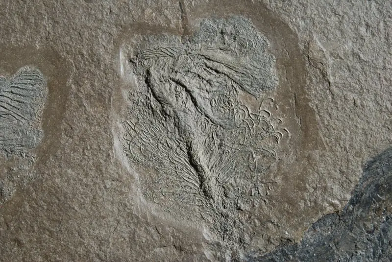 Holzmaden_Crinoid_Pentacrinites_01d