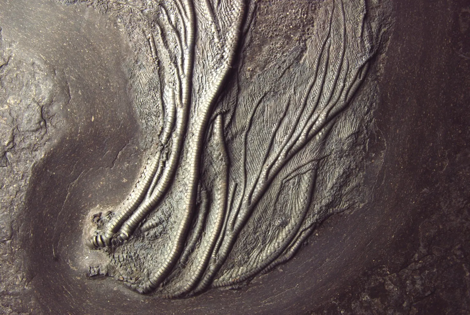 Holzmaden_Crinoid_Seirocrinus_04b