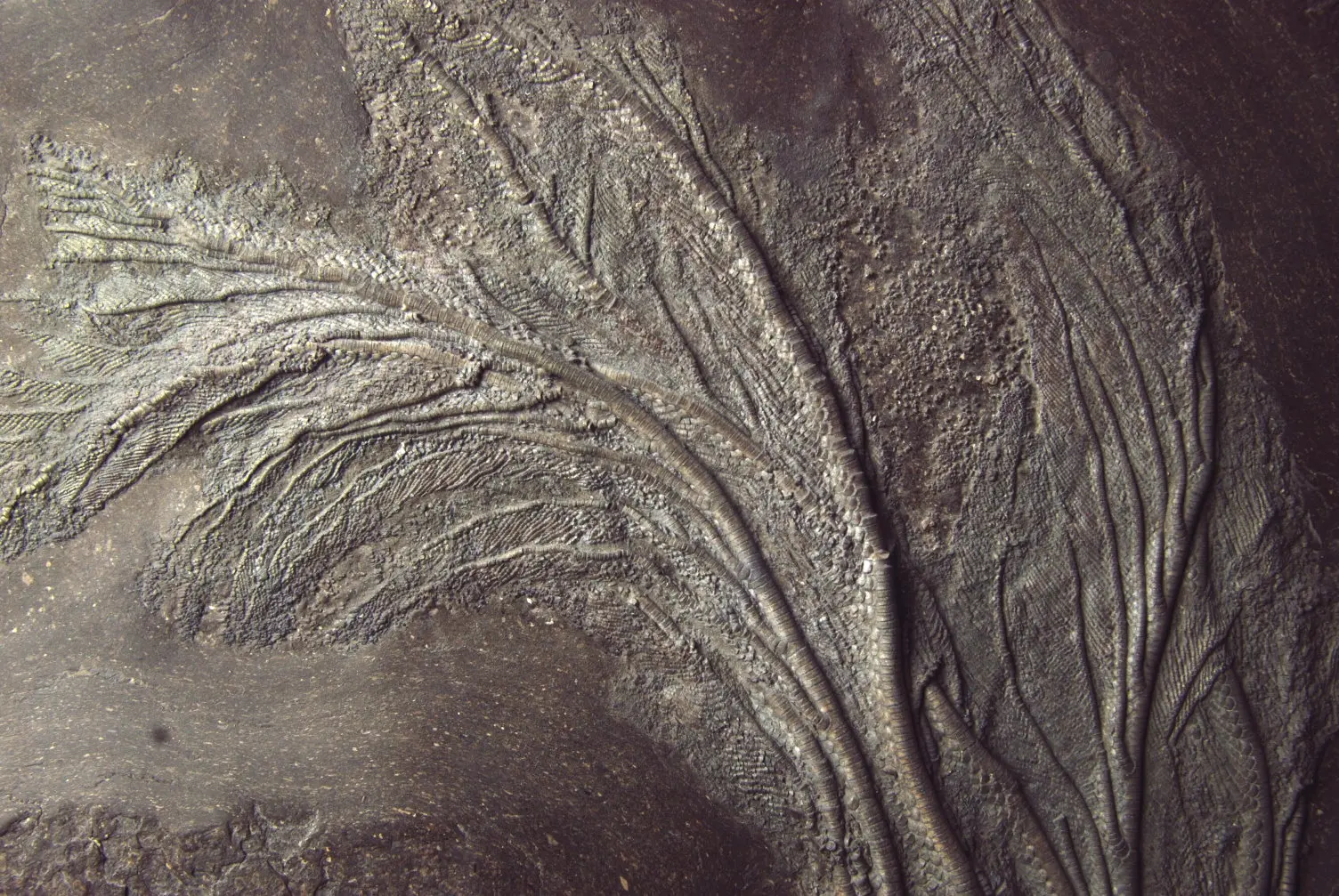 Holzmaden_Crinoid_Seirocrinus_04c