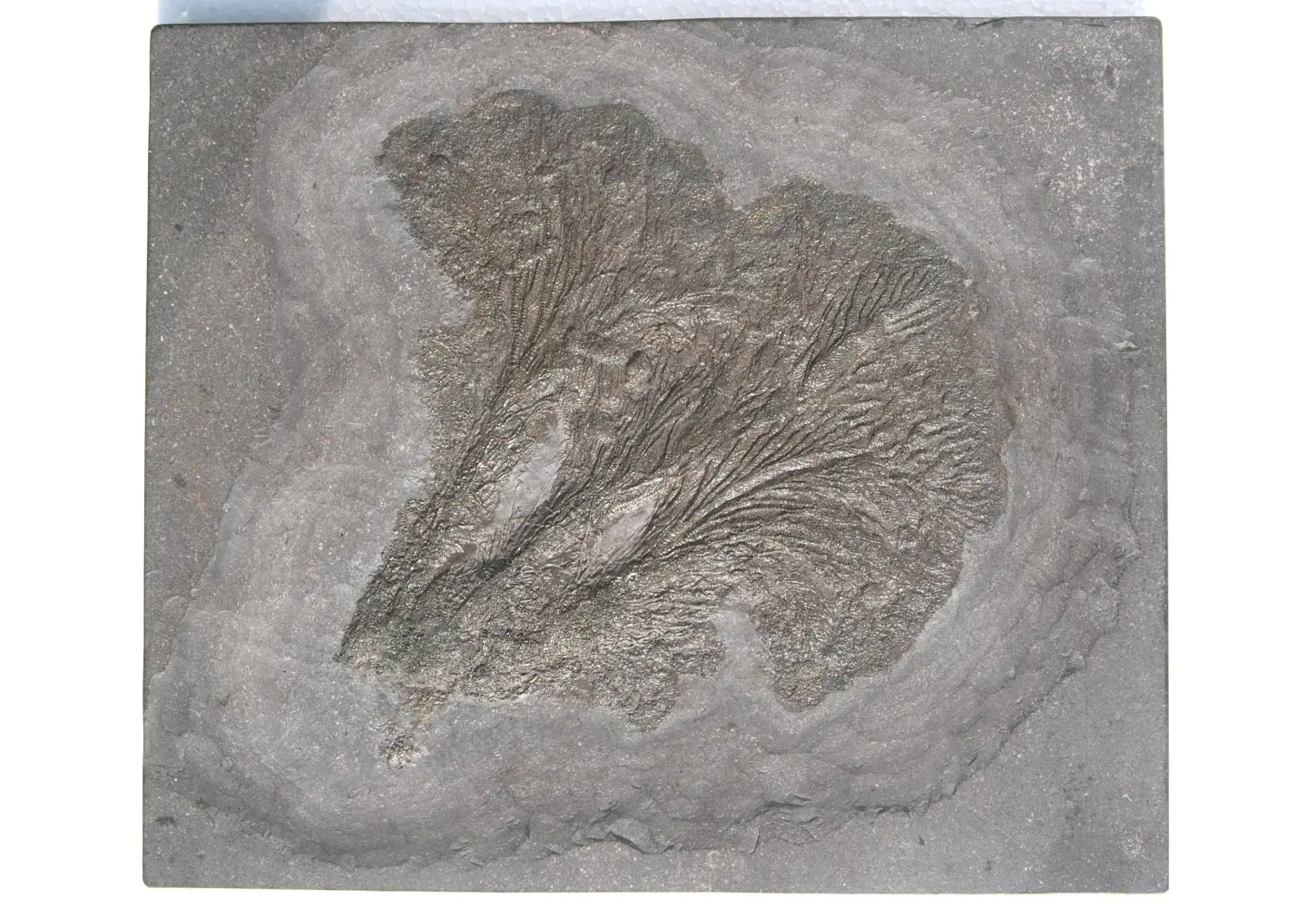 Seirocrinus subangularis_Holzmaden_01a