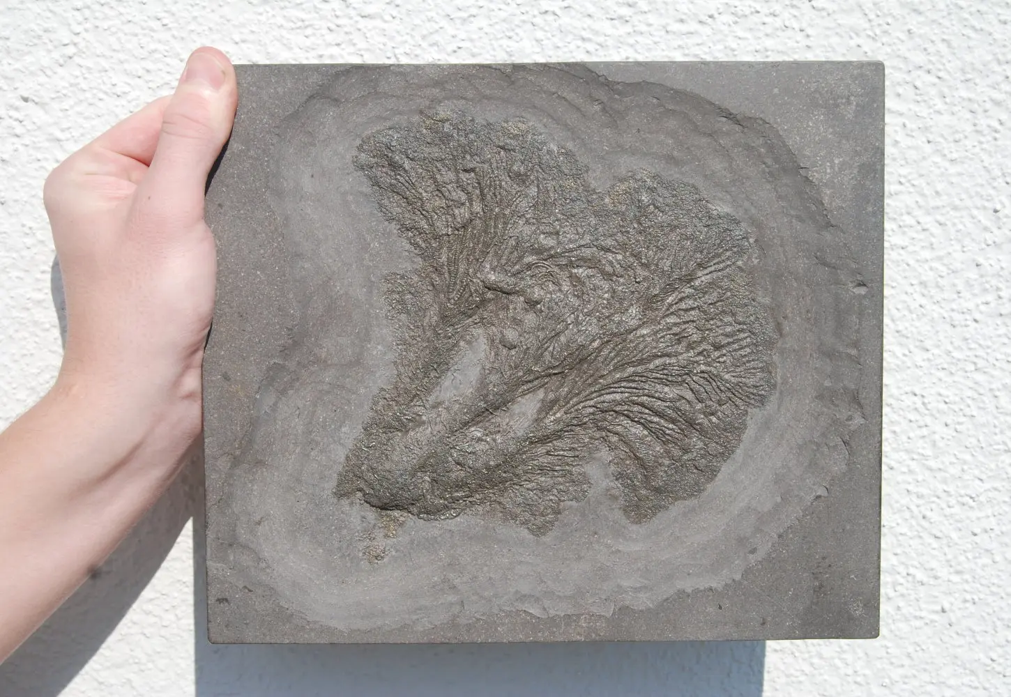 Seirocrinus subangularis_Holzmaden_01c