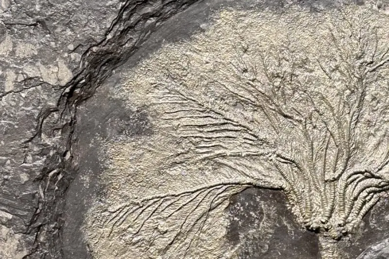 Seirocrinus subangularis_Holzmaden_05c