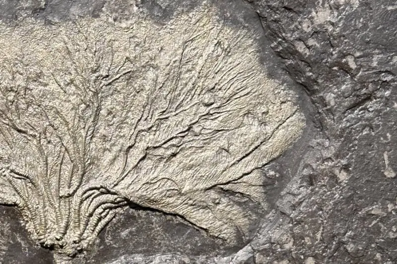 Seirocrinus subangularis_Holzmaden_05d